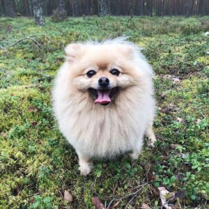 Fluffy