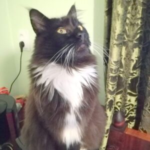 Isand Kribu Saaremaalt