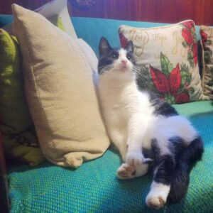 Tädi Kiizu Saaremaalt